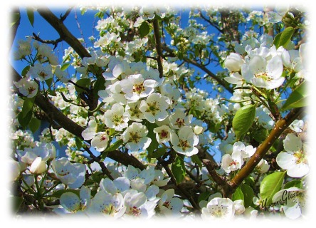 Many blossoms normally produce many pears