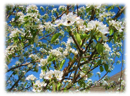 Pear Tree Blossom 2